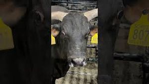 Video post by @pbr on YouTube