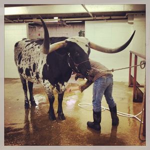 Image post by @nationalwestern on Instagram