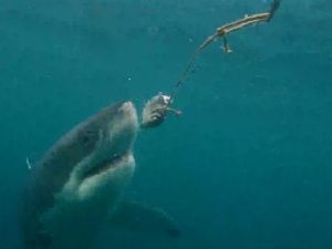 Image post by @gopro on Instagram