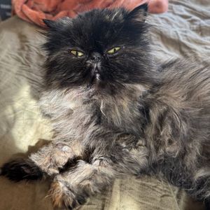 Image post by @spokhumanesoc on Instagram