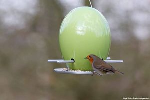 Image post by @rspb on Instagram