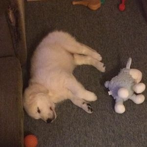 Image post by @mikethewhitegolden on Instagram