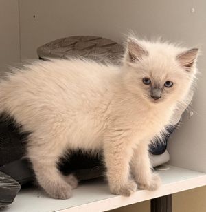 Image post by @brunrik.and.pyrene.ragdolls on Instagram