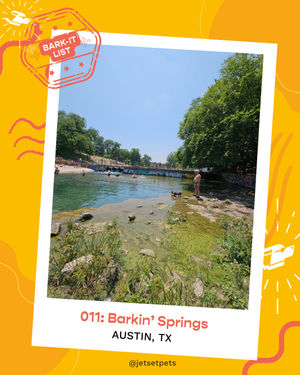 Image post by @jetsetpets on Instagram