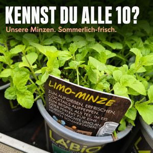 Image post by @oldenburgerwohngarten on Instagram