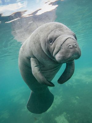 Image post by @animalplanet on Instagram