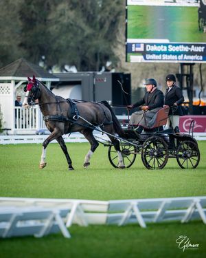 Image post by @usequestrian on Instagram