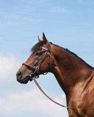 Image post by @godolphin on Instagram