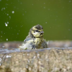 Image post by @rspb on Instagram