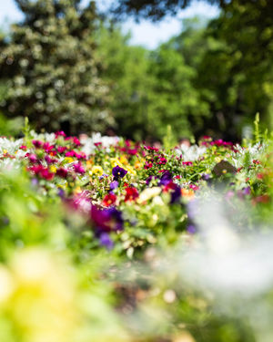 Image post by @unt on Instagram
