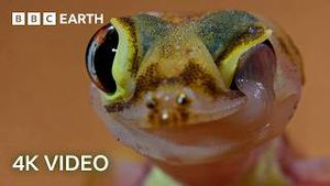 Video post by @bbcearth on YouTube