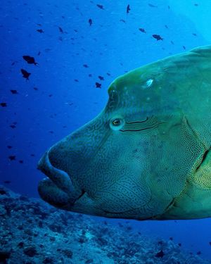 Image post by @sealegacy on Instagram