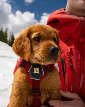 Image post by @coppermtn on Instagram