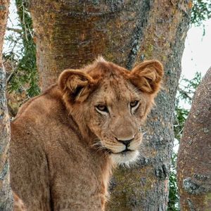 Image post by @lions on Instagram