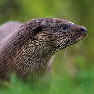 Image post by @rspb on Instagram