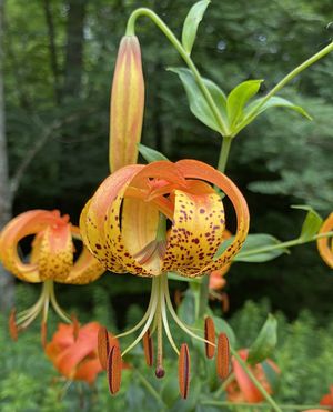 Image post by @ahs_gardening on Instagram