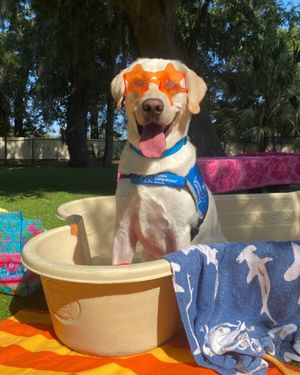 Image post by @canineorg on Instagram