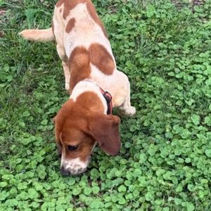 Image post by @northmeckanimalrescue on Instagram