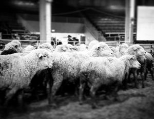 Image post by @nationalwestern on Instagram