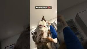 Video post by @randysilvertv on YouTube