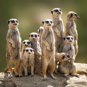 Image post by @animalplanet on Instagram