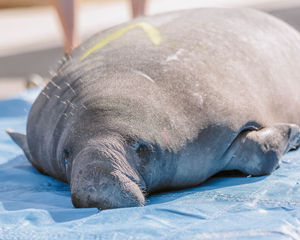 Image post by @cmaquarium on Instagram