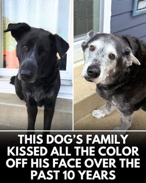 Image post by @weratedogs on Instagram