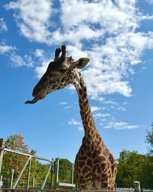 Image post by @thetorontozoo on Instagram