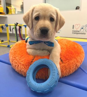 Image post by @canineorg on Instagram