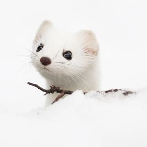 Image post by @bbcearth on Instagram