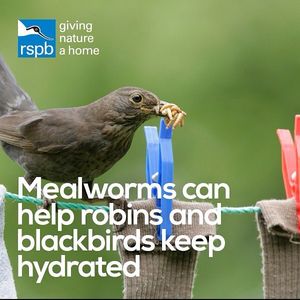 Image post by @rspb on Instagram