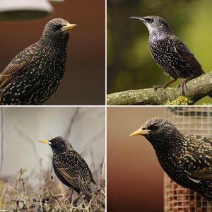 Image post by @rspb on Instagram