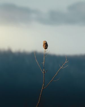 Image post by @danigoinhamm on Instagram