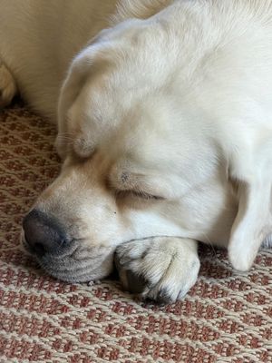 Image post by @shop_buddybythesea on Instagram