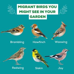 Image post by @rspb on Instagram