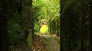 Video post by @Pokémon GO on YouTube