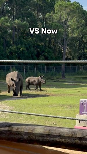 Video post by @GulfBreezeZoo on Facebook