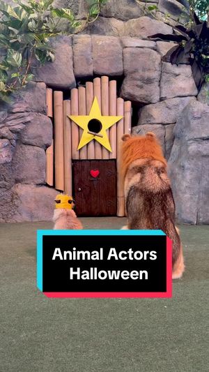 Video post by @universalorlando on TikTok
