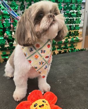 Image post by @petsmart on Instagram