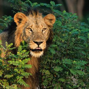 Image post by @chiawasafaris on Instagram
