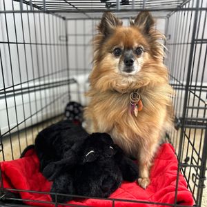 Image post by @originalsnugglepuppy on Instagram