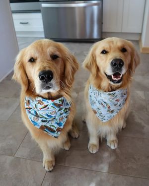 Image post by @goldn_comet on Instagram