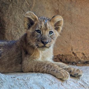 Image post by @sandiegozoo on Instagram