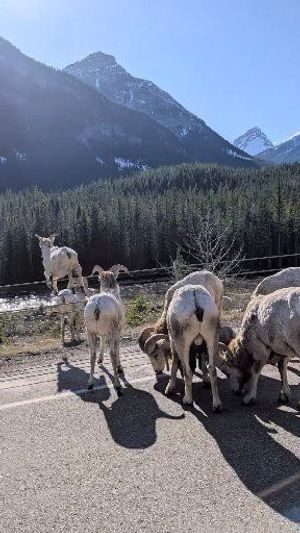 Video post by @CMcalgary on Facebook