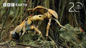 Video post by @bbcearth on YouTube