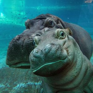 Image post by @sandiegozoo on Instagram