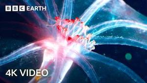 Video post by @bbcearth on YouTube