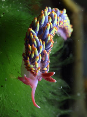 Video post by @bbcearth on TikTok