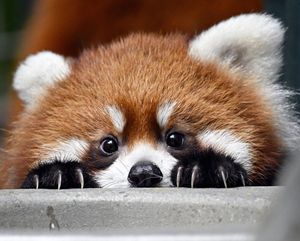 Image post by @sandiegozoo on Instagram