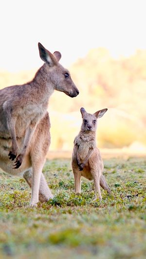 Video post by @bbcearth on Instagram